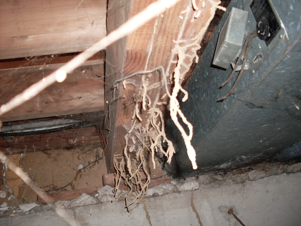 Crawl spaces offer termites very easy access to the wood in your home